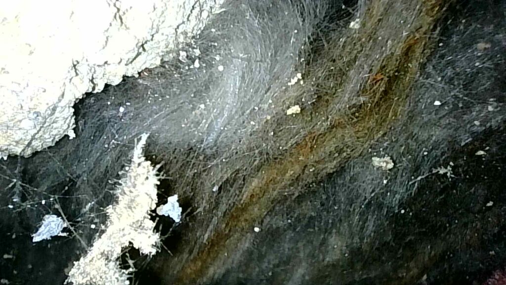 cavity wall insulation